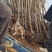 基地直供2345公分桃树苗，价格实惠，包修剪，欢迎来电