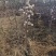 基地直供2345公分桃树苗，价格实惠，包修剪，欢迎来电