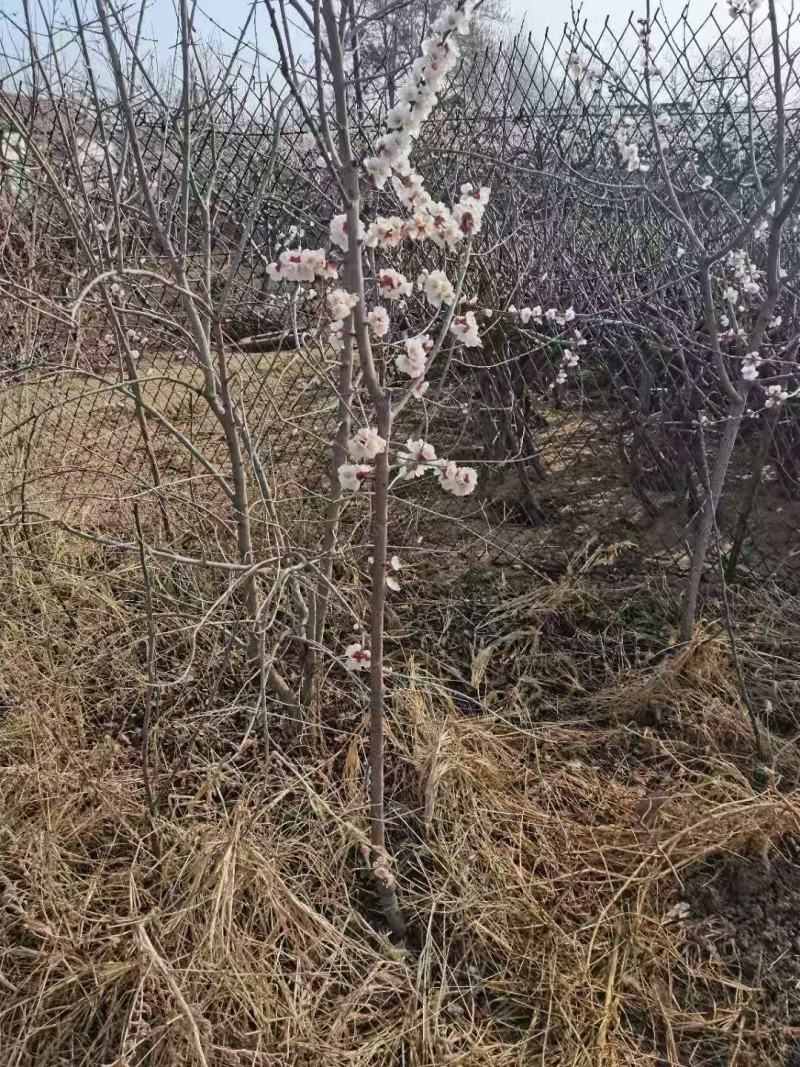 基地直供2345公分桃树苗，价格实惠，包修剪，欢迎来电
