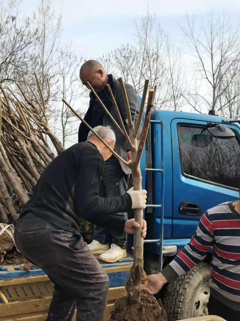 基地直供2345公分桃树苗，价格实惠，包修剪，欢迎来电