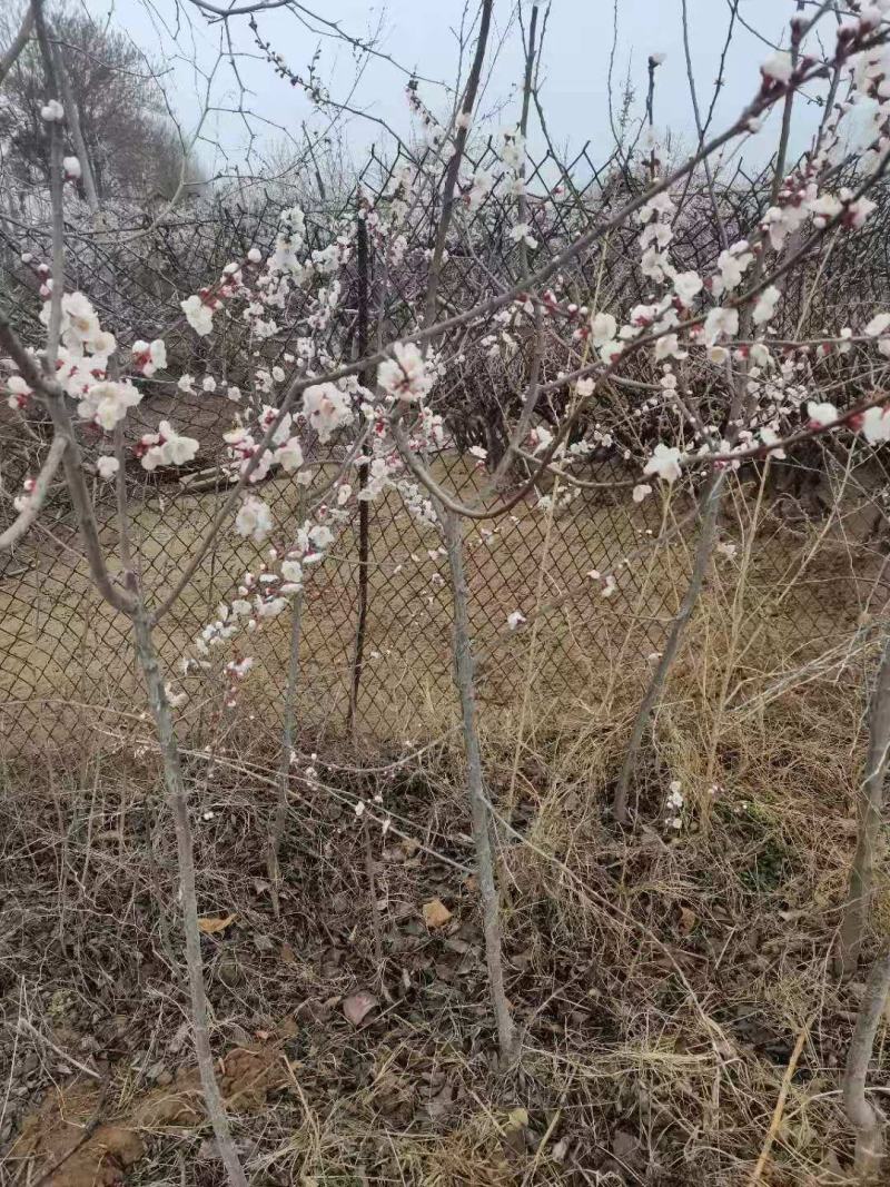 基地直供2345公分桃树苗，价格实惠，包修剪，欢迎来电