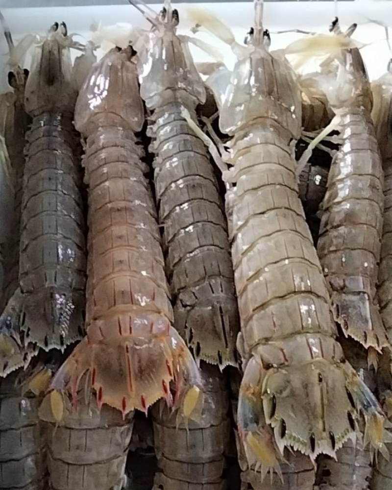 速冻皮皮虾，特肥带膏的皮皮虾来了