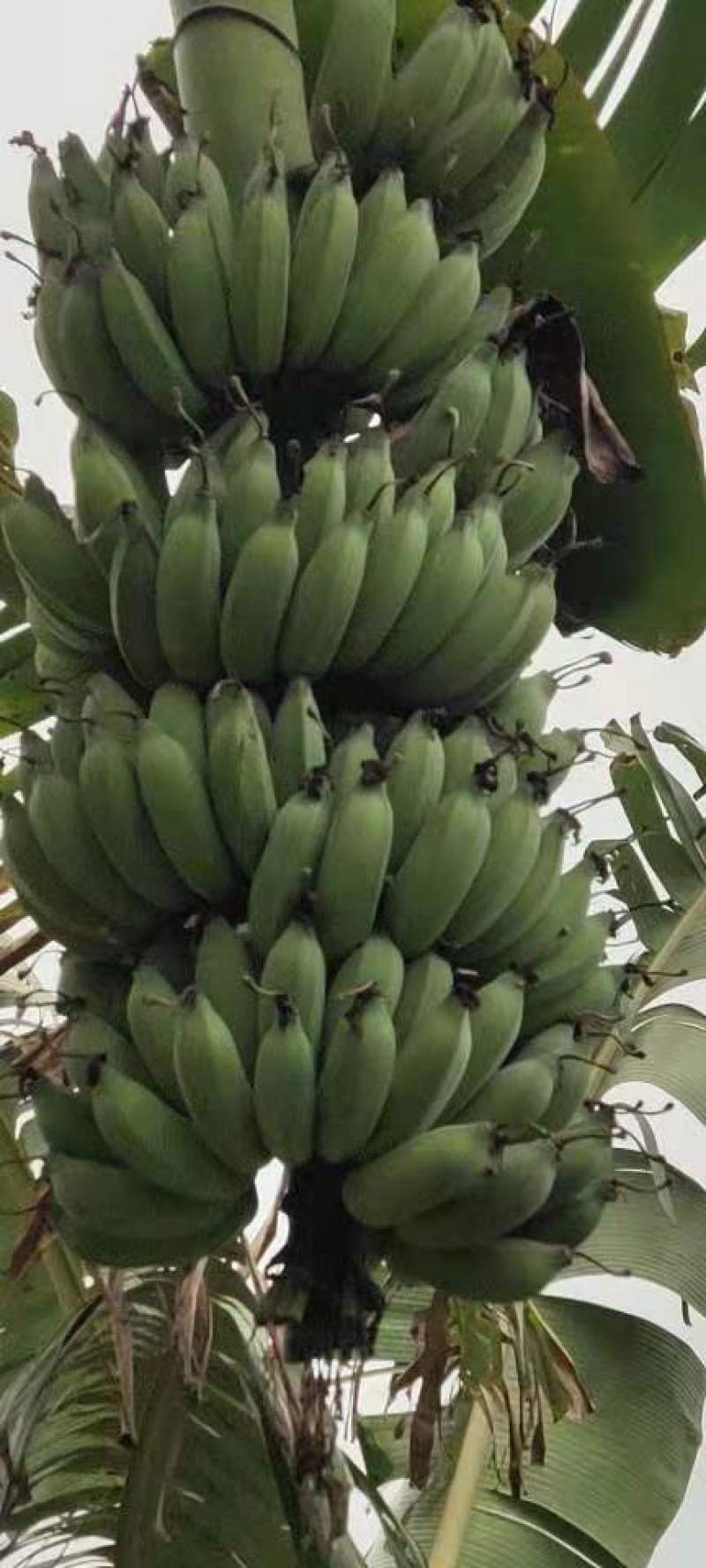 芭蕉丶云南红河河口县粉蕉丶西贡蕉口感香甜糯