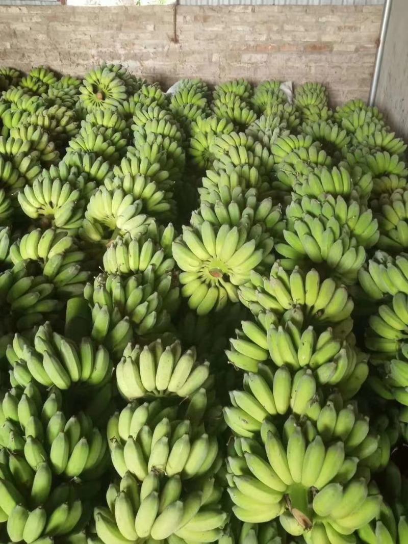 芭蕉丶云南红河河口县粉蕉丶西贡蕉口感香甜糯