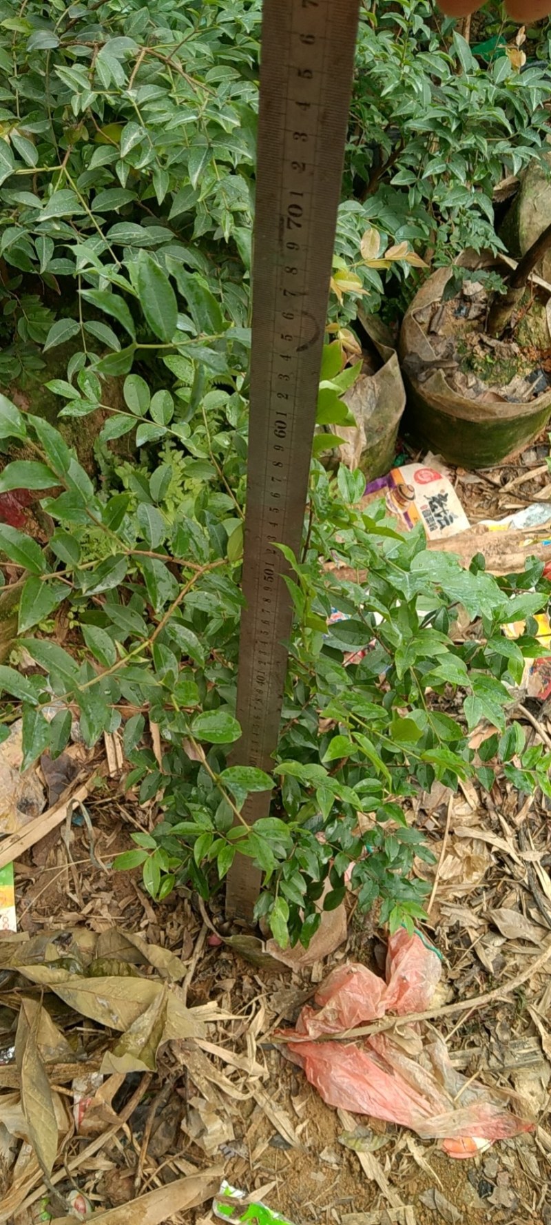 沙巴嘉宝果苗：富贵树！长大后大树非常有价值！果子营养丰富
