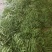 精品扁豆，条直，条窄，不起痘，山东扁豆产地供应