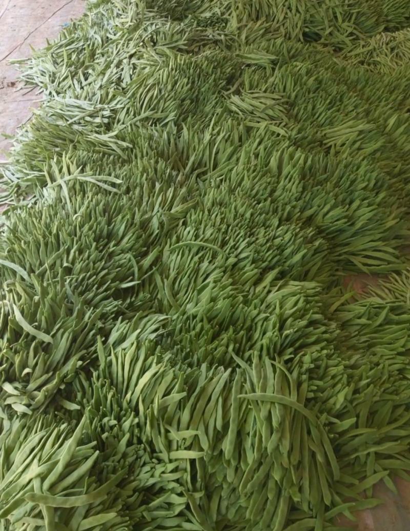 精品扁豆，条直，条窄，不起痘，山东扁豆产地供应