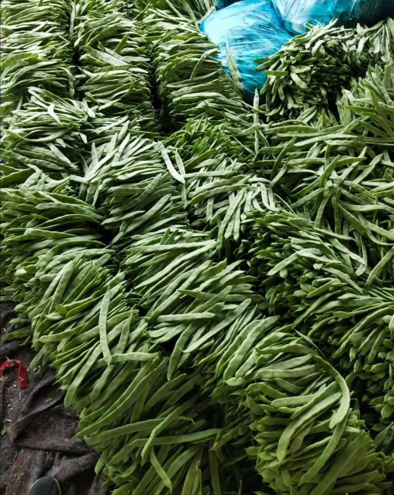 精品扁豆，条直，条窄，不起痘，山东扁豆产地供应