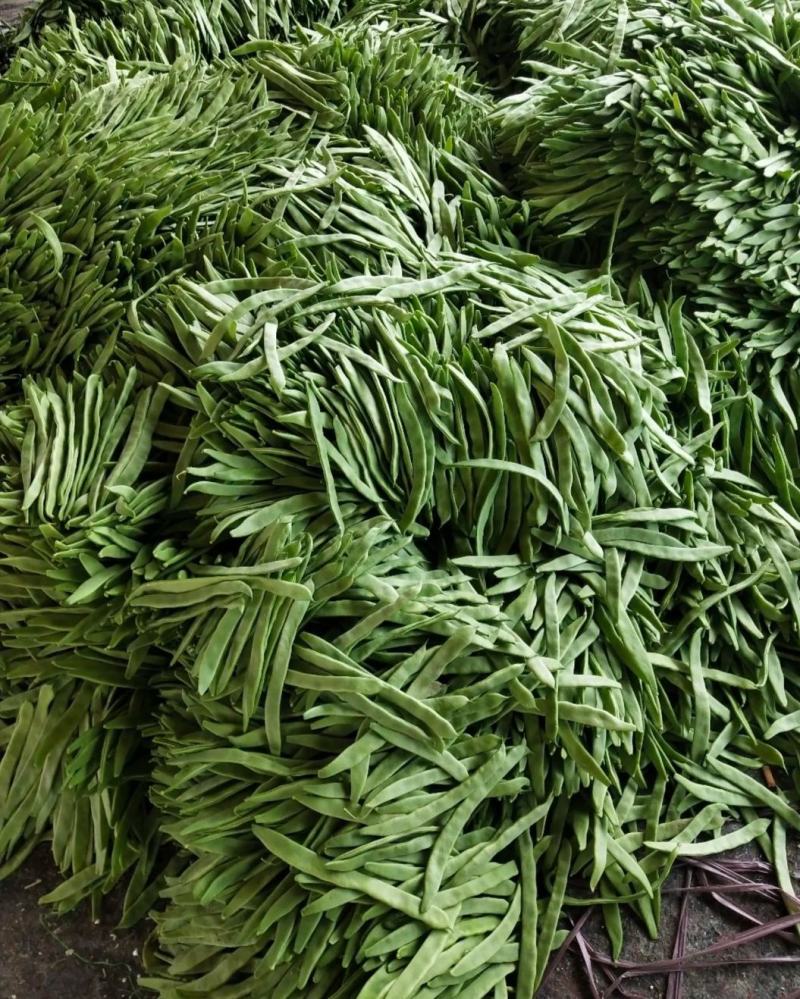 精品扁豆，条直，条窄，不起痘，山东扁豆产地供应