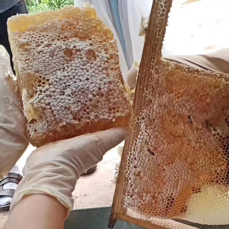 蜂巢蜜农家嚼着吃木框蜂巢蜜江湖地摊现割现压蜂蜜批发