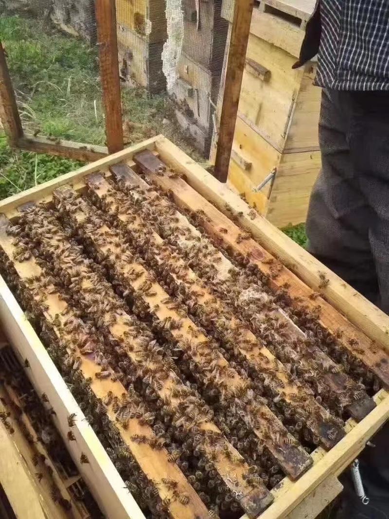 蜂巢蜜农家嚼着吃木框蜂巢蜜江湖地摊现割现压蜂蜜批发