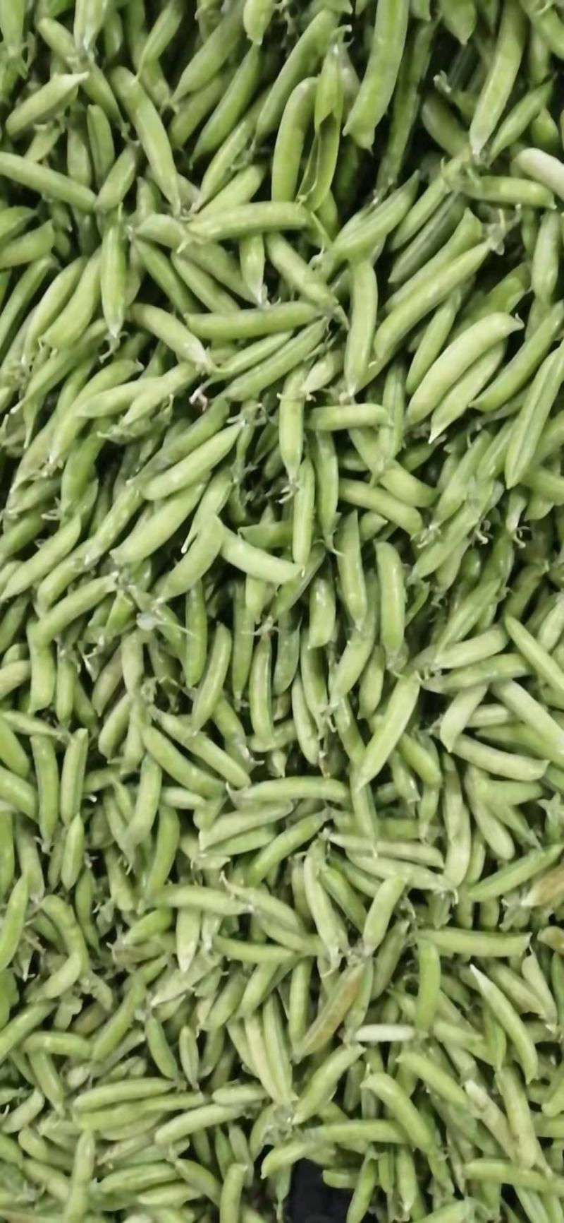 中豌九号豌豆十一号豌豆长寿仁大量上市中欢迎新老朋友前来