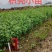 大量供应优质枳壳芽苗（枸桔苗）根系发达，货真价实
