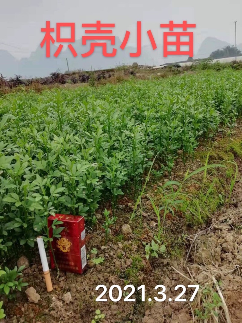 大量供应优质枳壳芽苗（枸桔苗）根系发达，货真价实