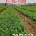 大量供应优质枳壳芽苗（枸桔苗）根系发达，货真价实
