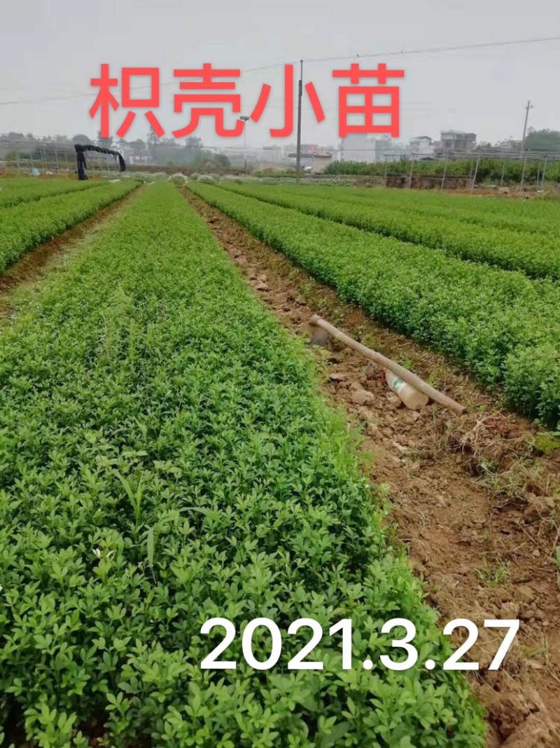 大量供应优质枳壳芽苗（枸桔苗）根系发达，货真价实