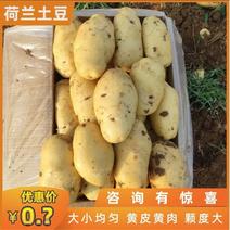 沃土土豆，V7土豆，黄皮黄瓤，山东肥城，基地直供全国发货