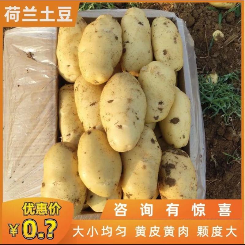 沃土土豆，V7土豆，黄皮黄瓤，山东肥城，基地直供全国发货