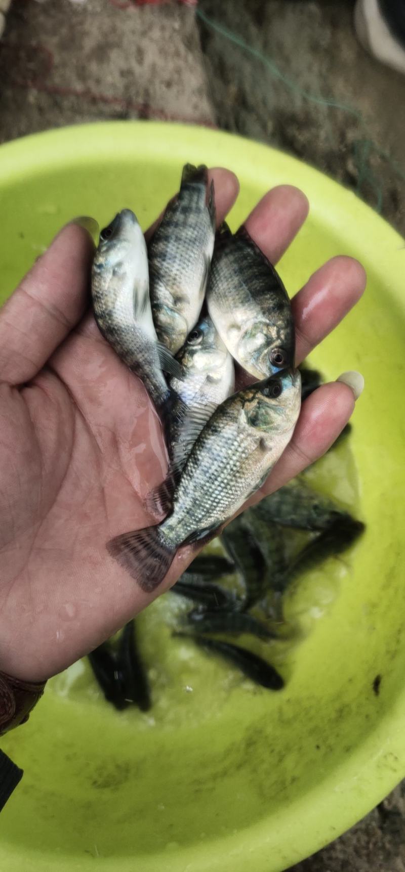 青宝路罗非鱼苗，渔场直销，一手货源，足数足称，欢迎定购，