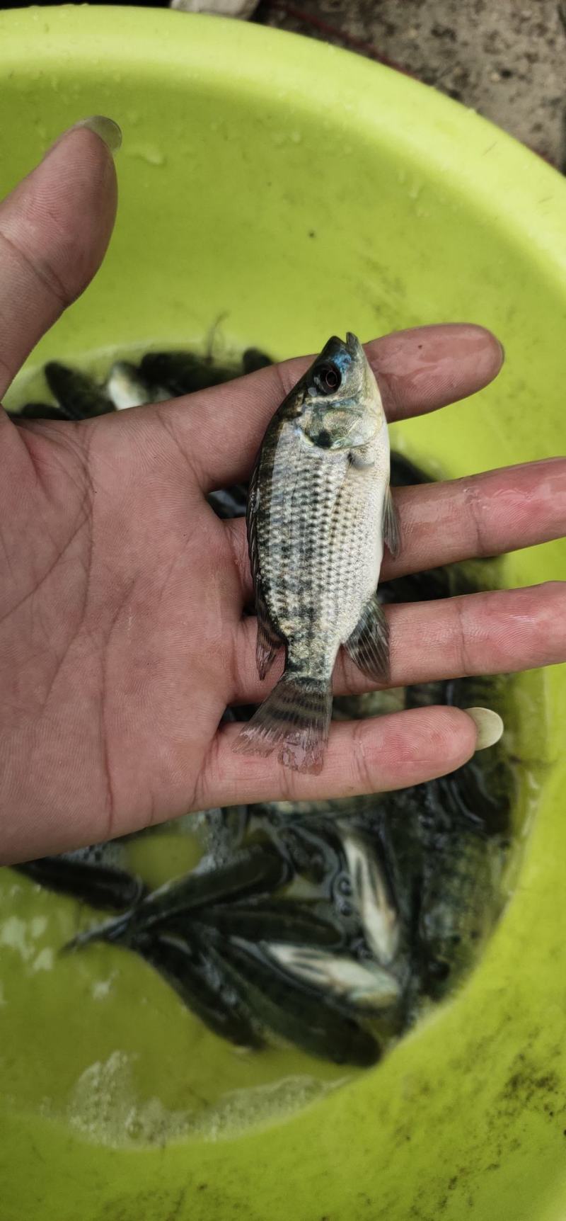 青宝路罗非鱼苗，渔场直销，一手货源，足数足称，欢迎定购，