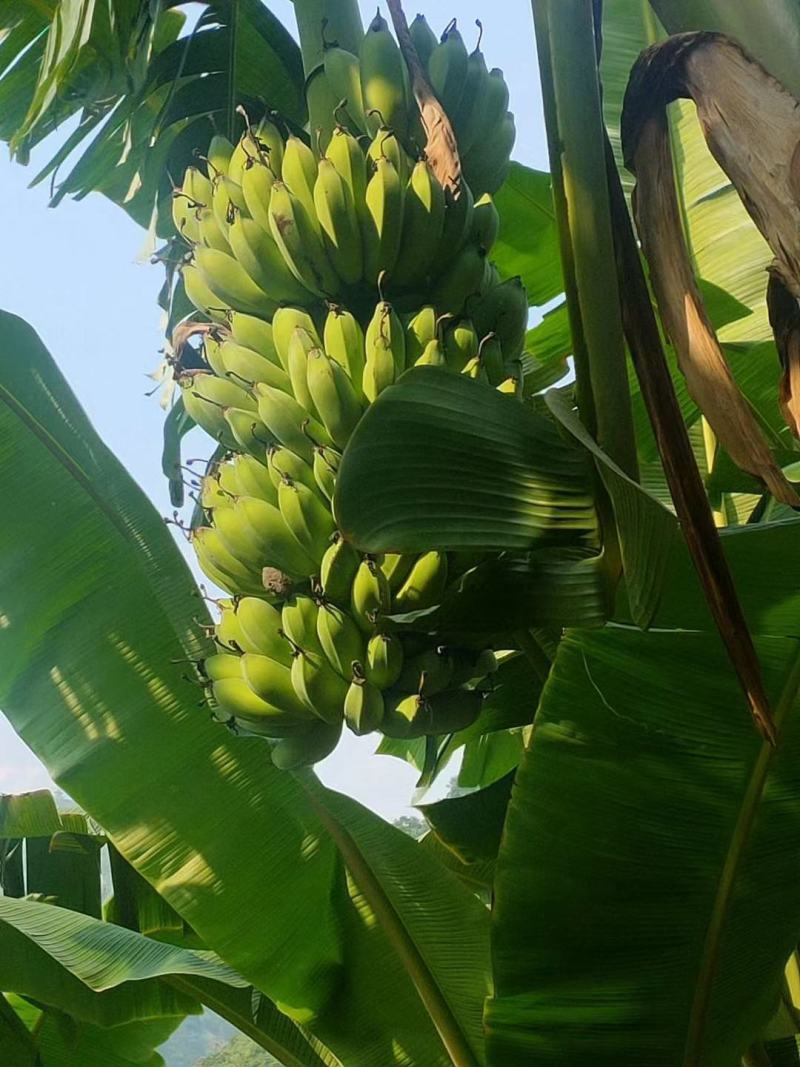 芭蕉丶云南红河河口县粉蕉丶西贡蕉口感香甜糯