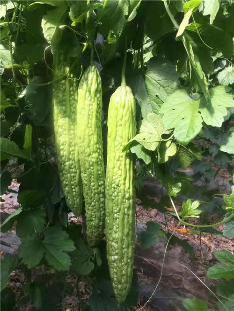苦瓜苗基地直发，抗病强，产量高，齐顶顺直