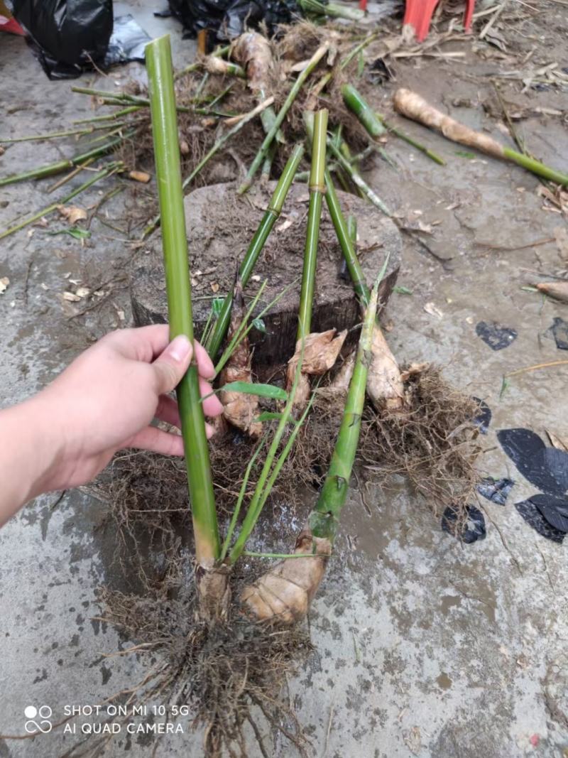 广东省英德市西牛镇麻竹笋，麻竹苗，螺蛳粉专业用苗