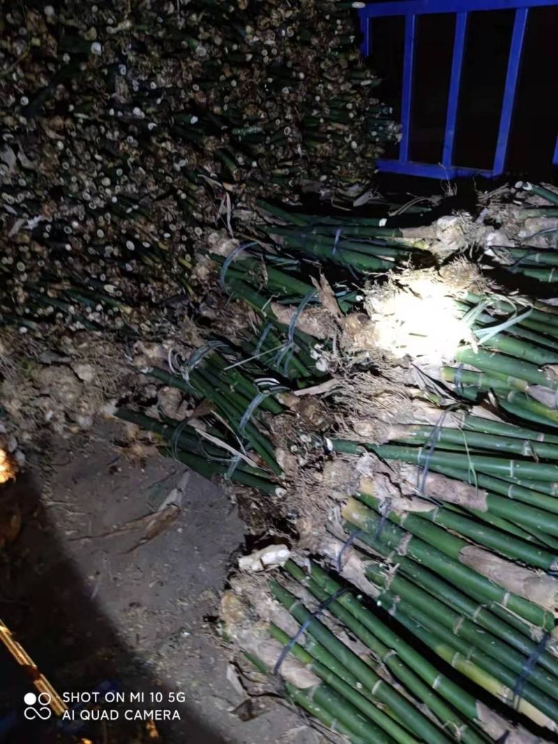 广东省英德市西牛镇麻竹笋，麻竹苗，螺蛳粉专业用苗