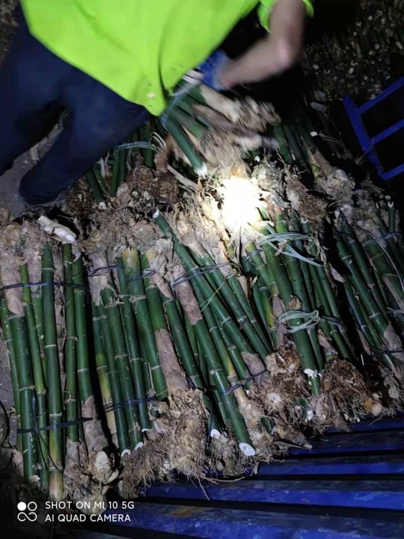 广东省英德市西牛镇麻竹笋，麻竹苗，螺蛳粉专业用苗