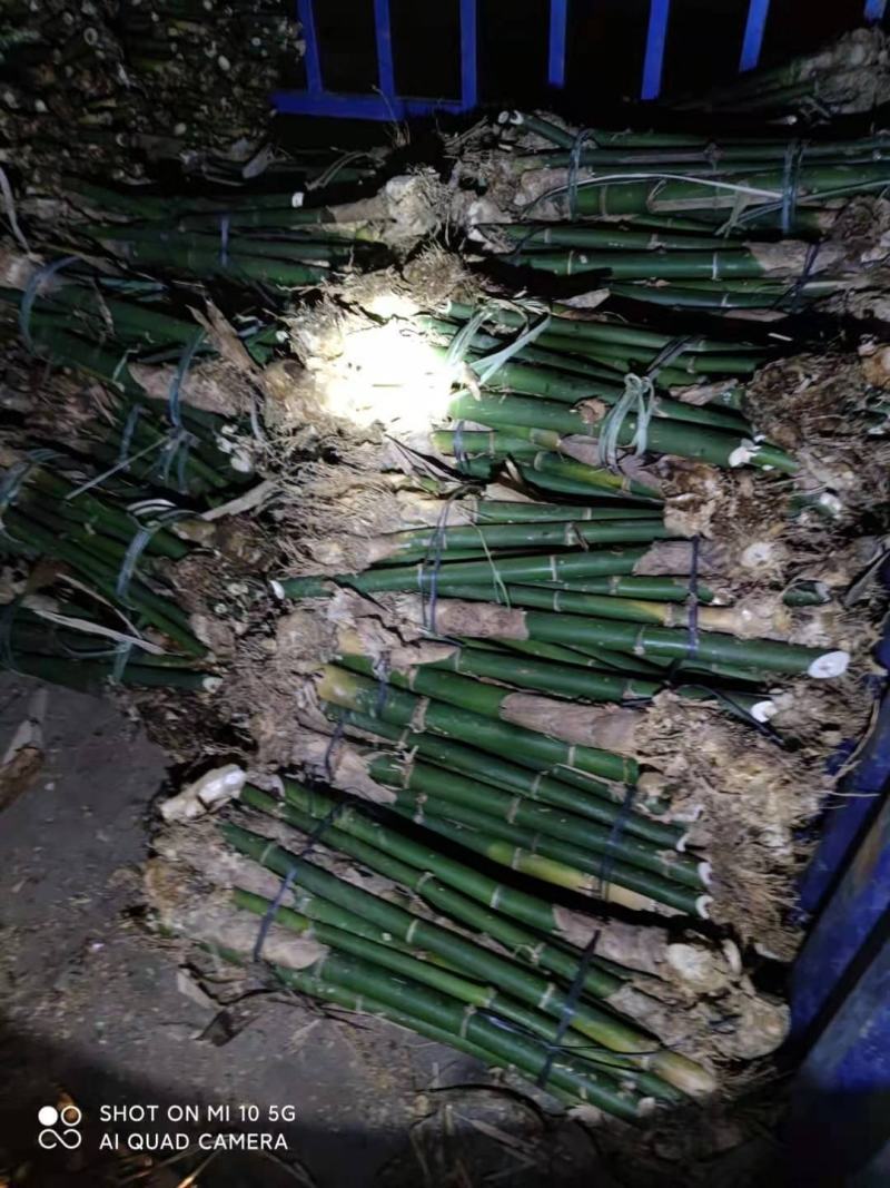 广东省英德市西牛镇麻竹笋，麻竹苗，螺蛳粉专业用苗