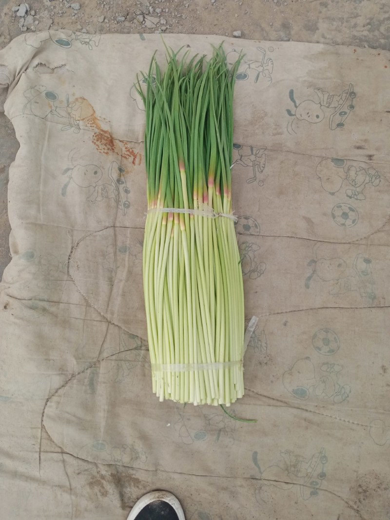 中牟红帽蒜苔产地直接发货