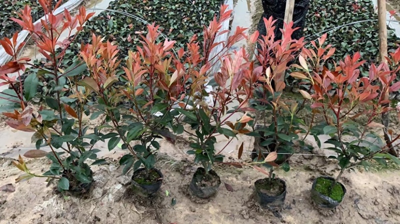 苗圃优质红叶石楠苗冠幅15到30公分量大从优质量保证