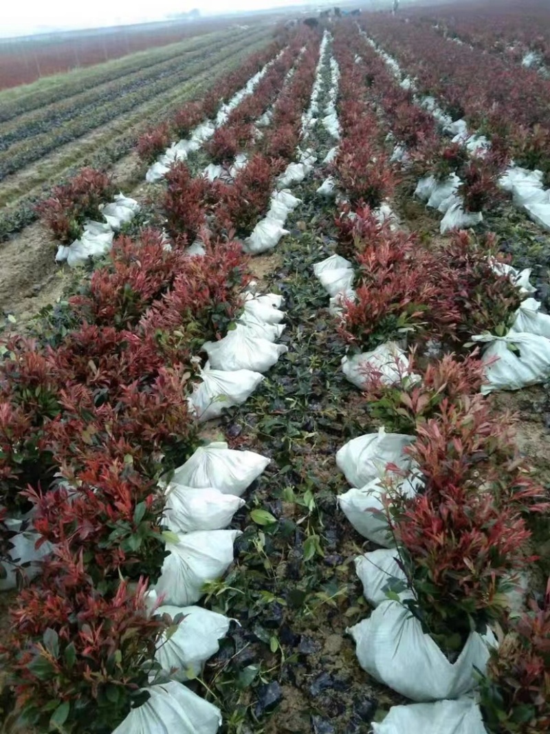 苗圃优质红叶石楠苗冠幅15到30公分量大从优质量保证