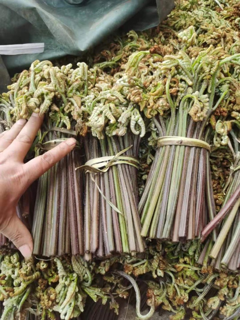 野生新鲜蕨菜。大量批发。