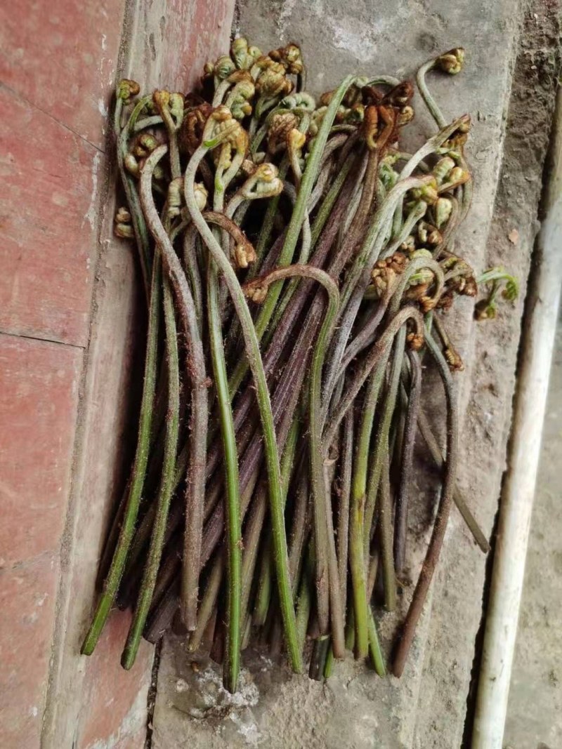 野生新鲜蕨菜。大量批发。