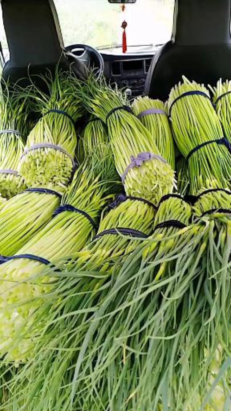 河南省漯河市临颍县白帽蒜薹大量上市