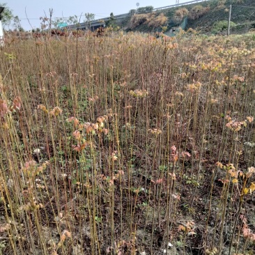栾树大量供应江西栾树小苗