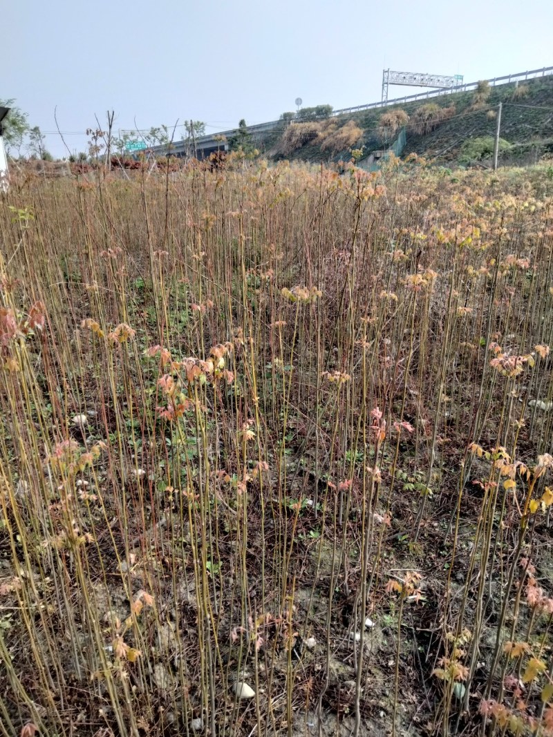 栾树大量供应江西栾树小苗