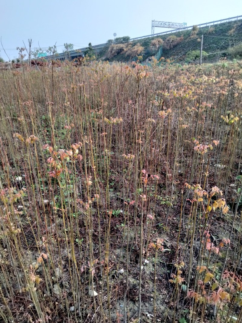 栾树大量供应江西栾树小苗
