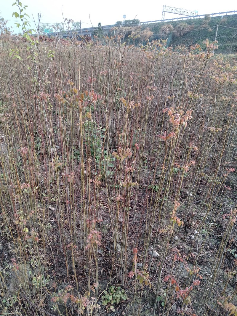 栾树大量供应江西栾树小苗