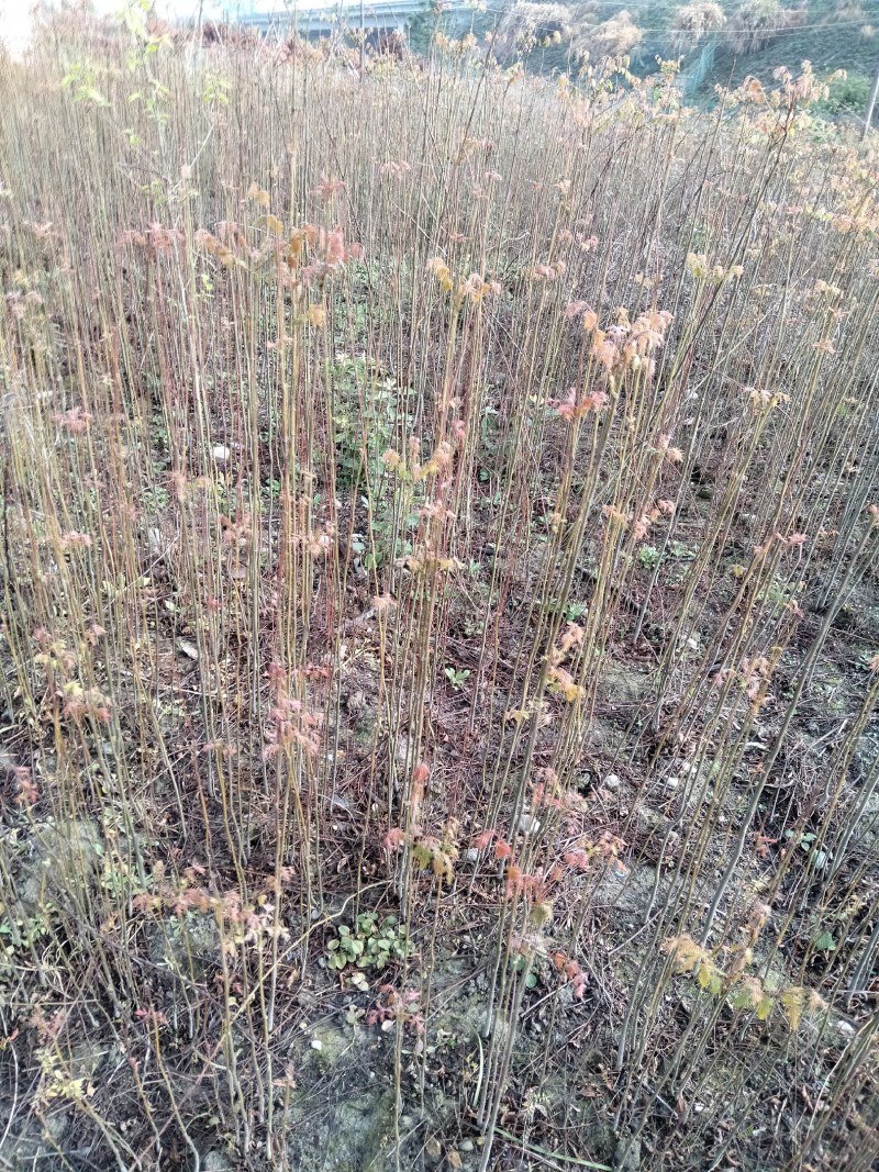栾树大量供应江西栾树小苗