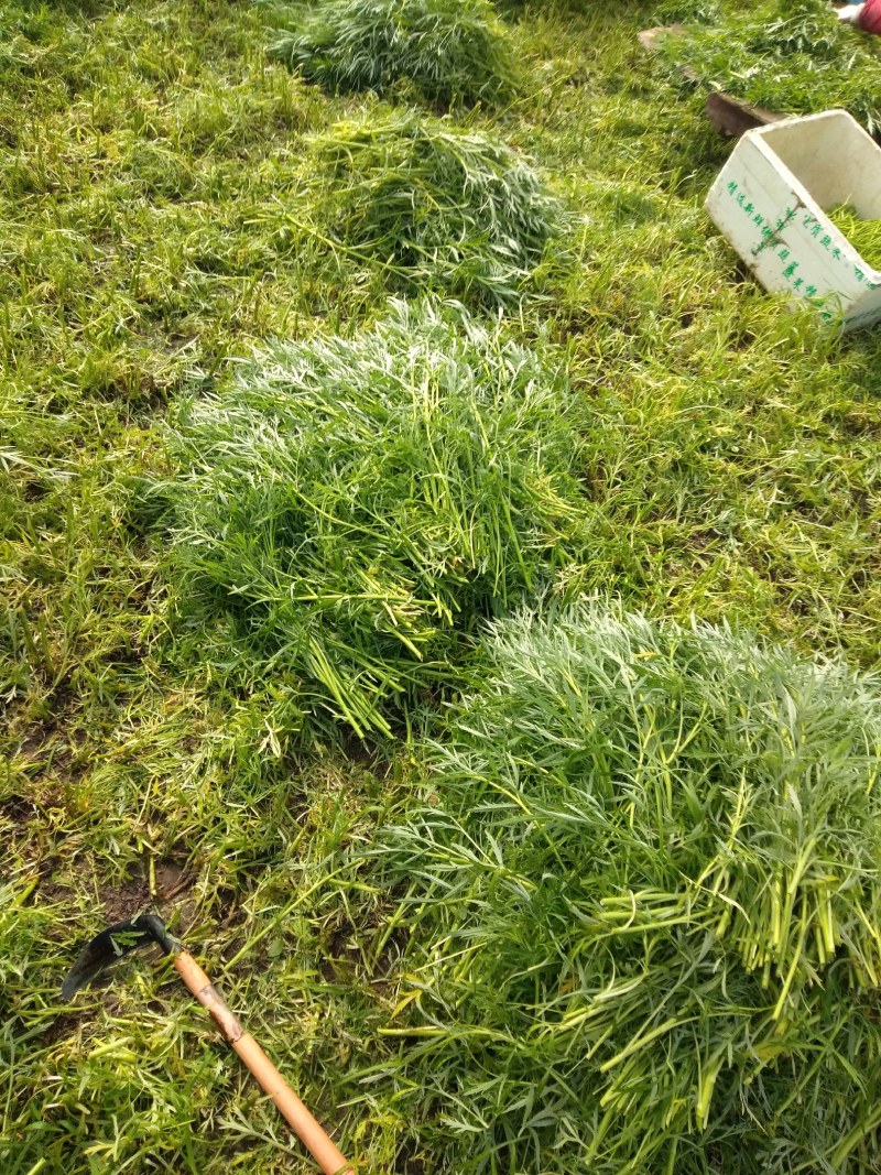 清芦蒿，精品黎蒿。安徽黎蒿。精品芦蒿，已大量上市