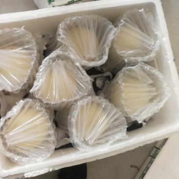 供应大量新鲜鸵鸟蛋出售价格便宜