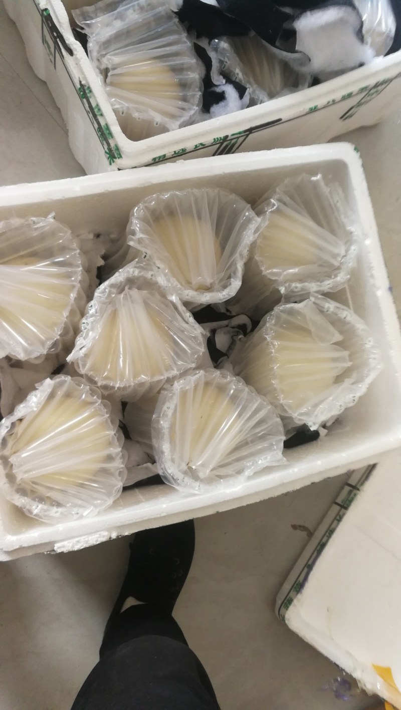 供应大量新鲜鸵鸟蛋出售价格便宜
