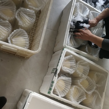 供应鸵鸟蛋大量现货价格低质量好