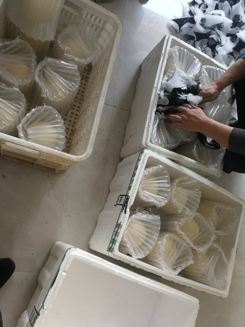 供应鸵鸟蛋大量现货价格低质量好