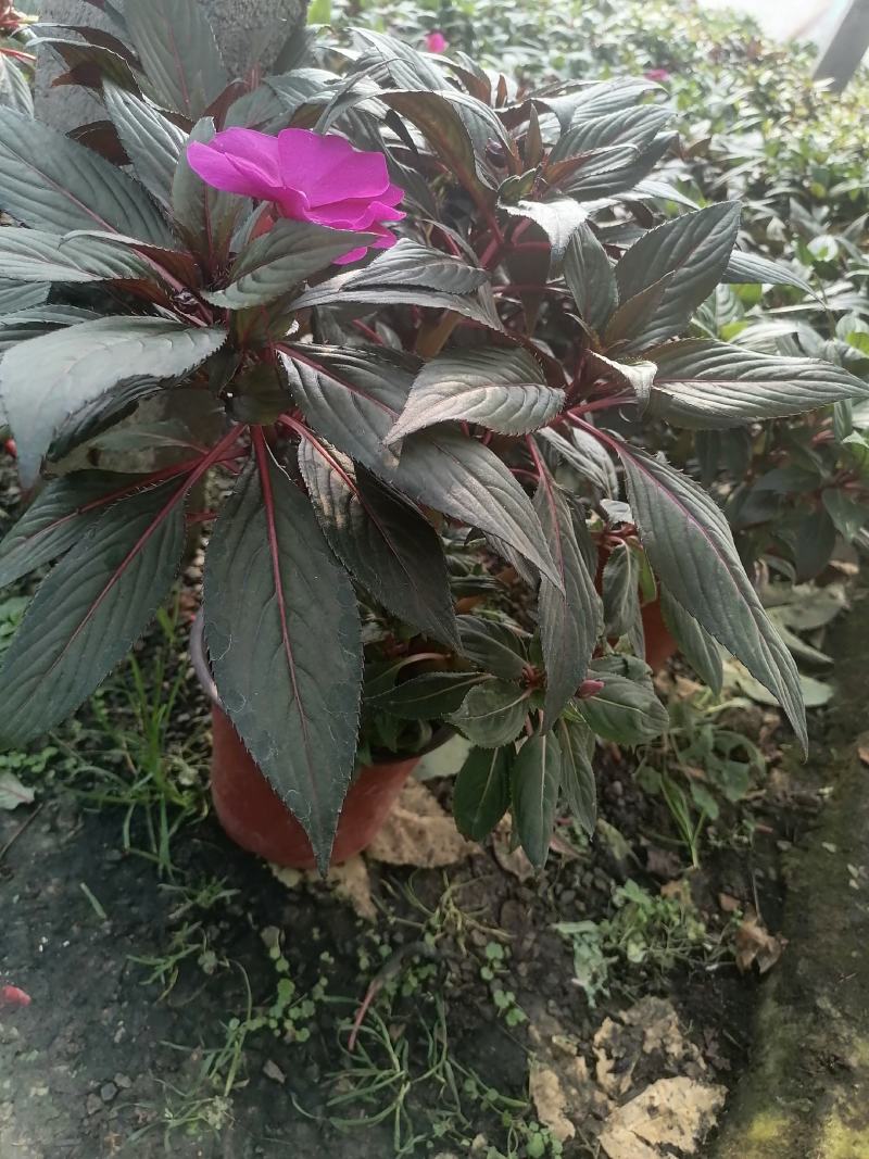 草花，新几内亚凤仙，基地专注栽培20年，样像好，成活高，