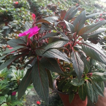 草花，新几内亚凤仙，基地专注栽培20年，样像好，成活高，