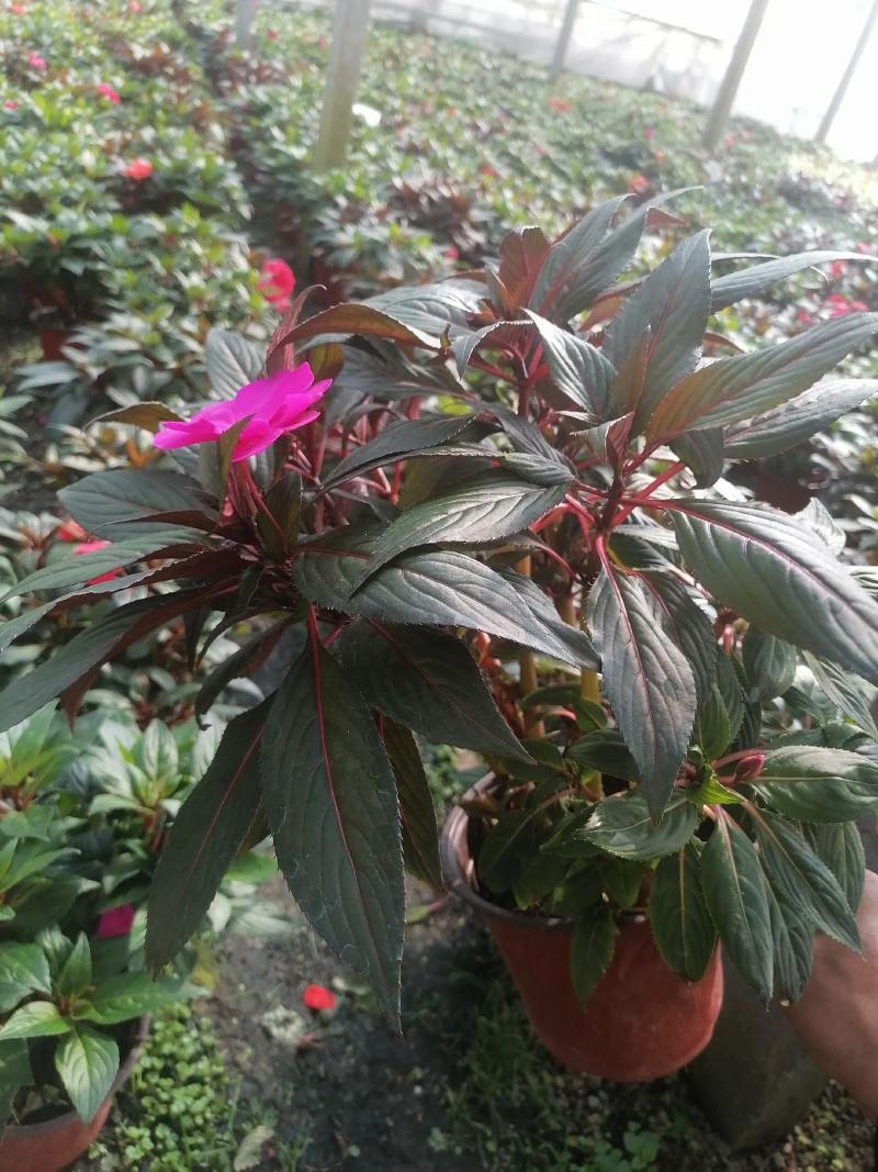草花，新几内亚凤仙，基地专注栽培20年，样像好，成活高，