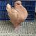 出售大体元宝鸽元宝鸽养殖基地常年出售种鸽鸽苗价格